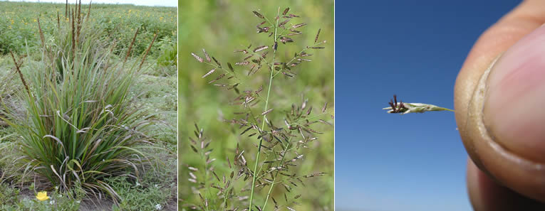 teffmeelgraankorrels Eragrostis